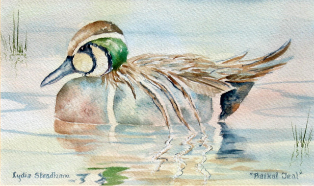 Baikal Teal